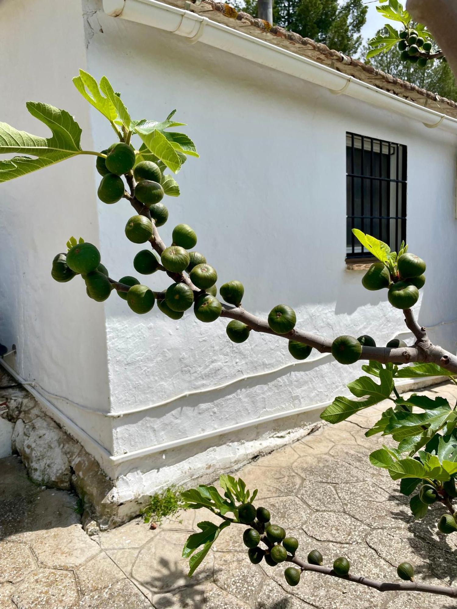 Finca El Sueno Andaluz Villanueva de la Concepción Zewnętrze zdjęcie