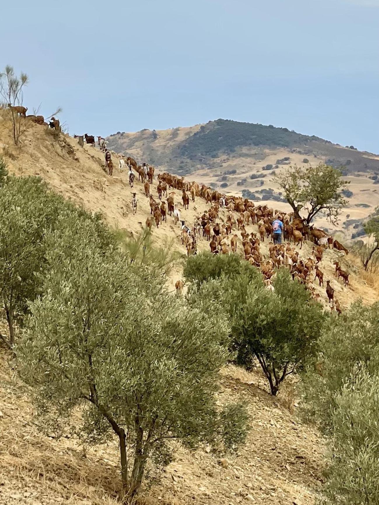 Finca El Sueno Andaluz Villanueva de la Concepción Zewnętrze zdjęcie